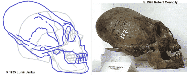 alien skull